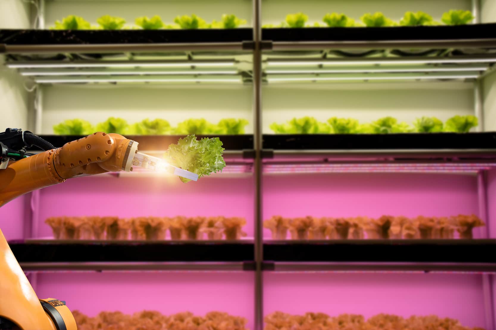 Fazenda inteligente. Conceito de tecnologia agrícola industrial, robô de automação escolhe vegetais em estufa